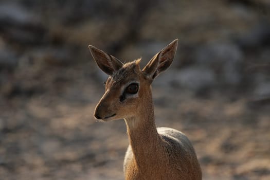 Damara Dikdik (Madoqua damarensis)