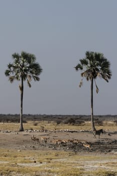 At the waterhole in Etosha National Park