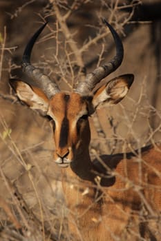 Portrait of a black-nosed impala (Aepyceros melampus petersi) in Etosha National Park,Namibia