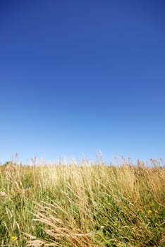 Summer day