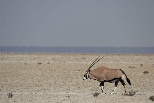 Oryx antelope (Oryx gazella)