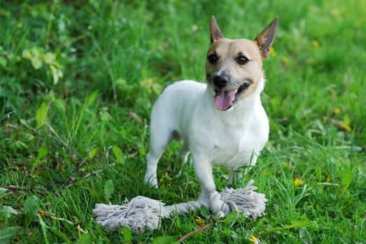 Parson Russell Terrier