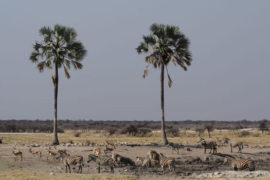 At the waterhole in Etosha National Park