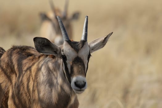 Young Oryx Antelope (Oryx gazella)