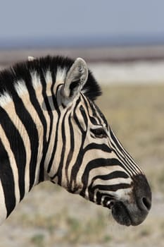 Portrait of a plains zebra