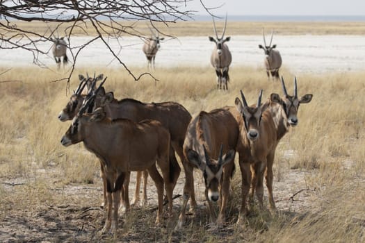 Oryx antelope (Oryx gazella)