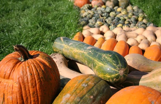 Pumpkin Harvest