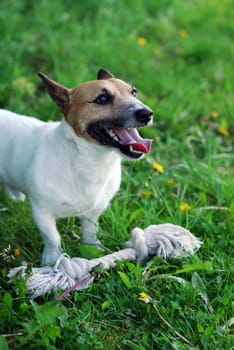 Parson Russell Terrier