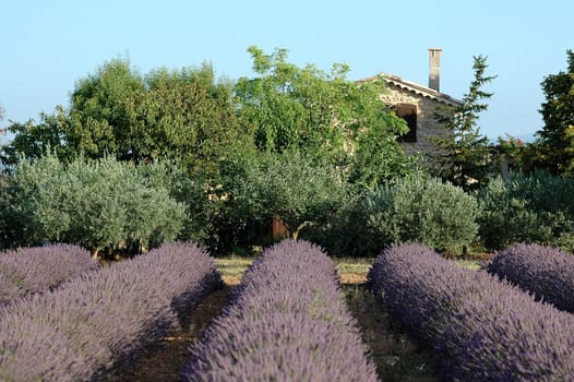 Lavender field in Provence