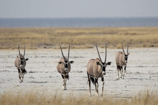 Oryx antelope (Oryx gazella)