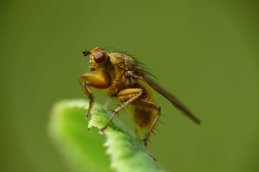 Fertilizer fly