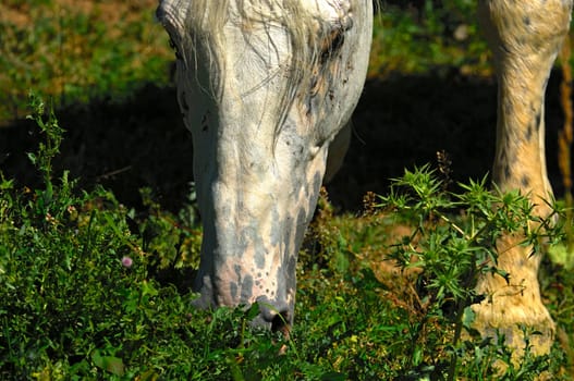 Grazing Mold
