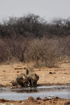 Two lionesses at the waterhole