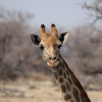Portrait of a giraffe