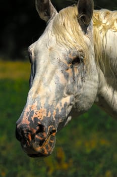 Portrait of a white horse