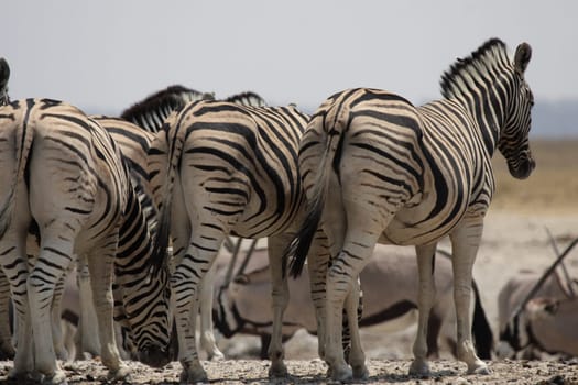 Steppe zebras in Etosha National Park