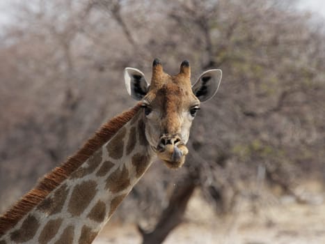 Giraffe looks curiously into the camera  Etosha National Park,Namibia