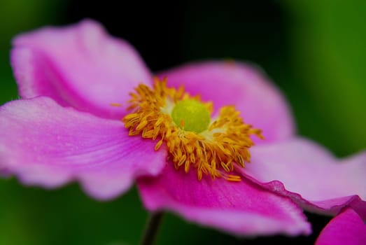 Sunrose