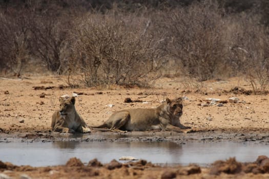 Two lionesses at the waterhole