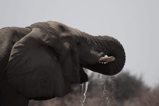Drinking Elephant