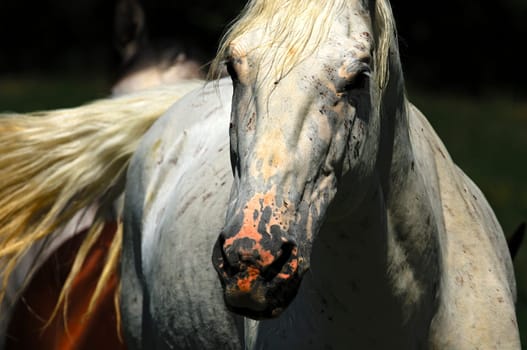 Portrait of a white horse