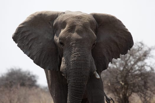 Elephant in Etosha National Park