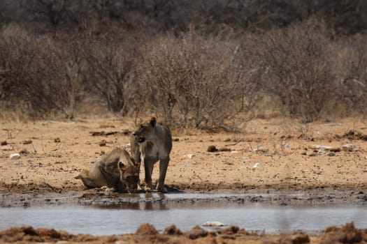 Two lionesses at the waterhole