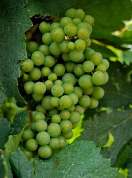 Grapes