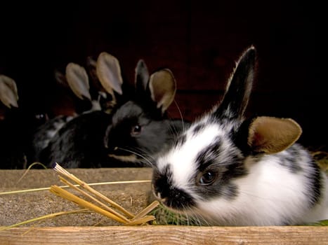Young rabbits