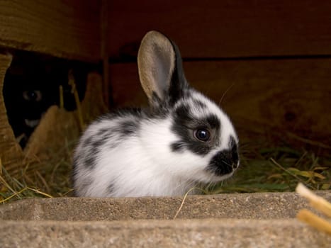 Young bunny in rabbit hutch