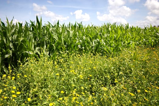 Cornfield