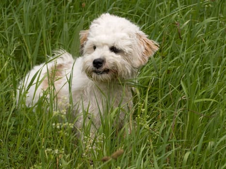 Havanese in a summer meadow