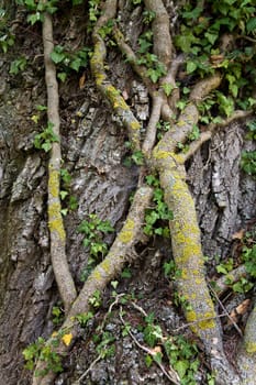 tightly embraced
