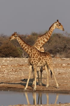 Giraffes at the waterhole in Etosha National Park,Namibia