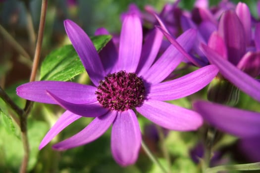 Senetti in the light