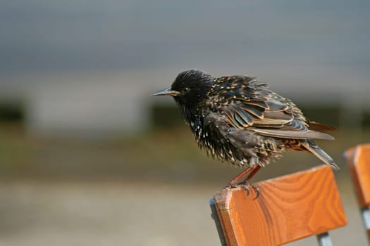 Fluffed up