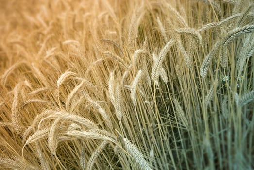 Barley Field