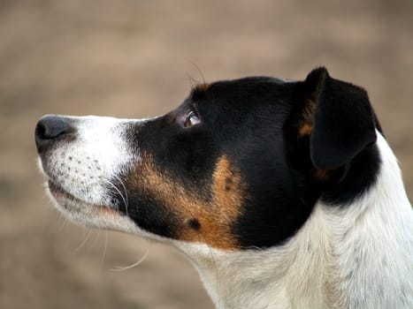 Portrait Jack Russel Terrier