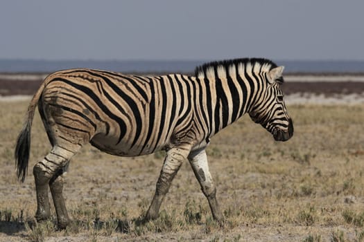 Steppe zebra (Equus quagga)