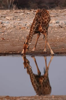 Drinking giraffe in Etosha National Park