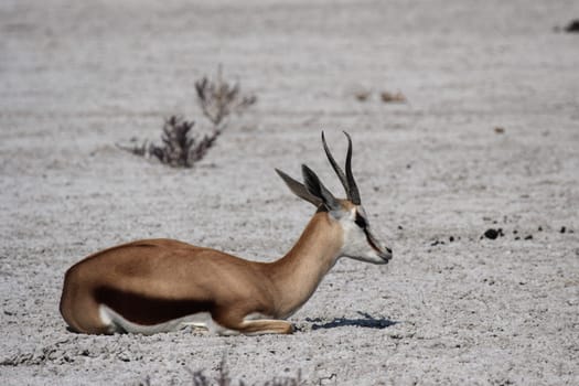 Springbok (Antidorcas marsupialis)