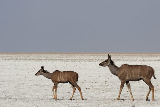 A kudu mother with cub