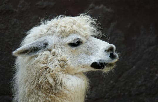 Proud Alpaca