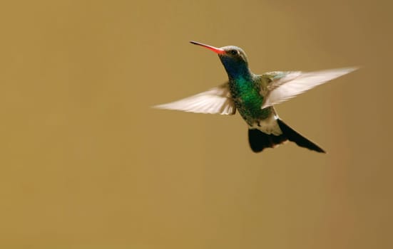 Hummingbird - Trochilidae