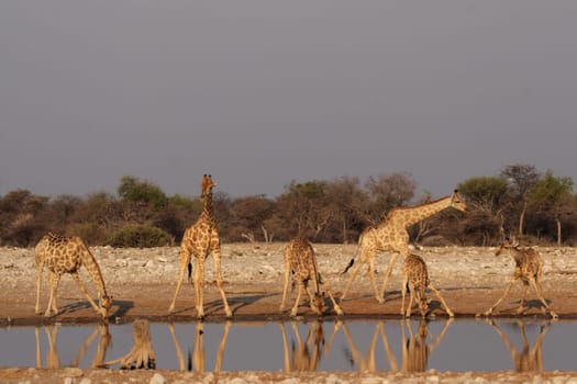 Giraffes at the waterhole in Etosha National Park,Namibia
