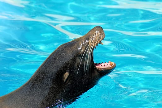 Seal
