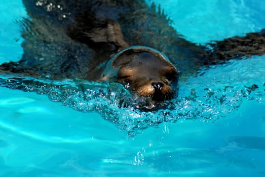 Seal
