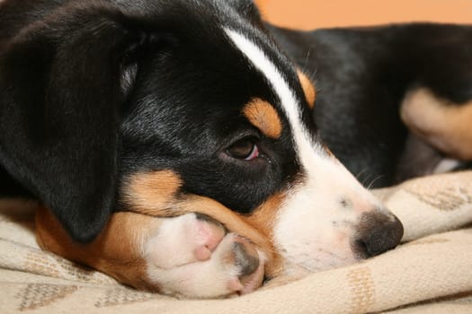 Swiss Mountain Dog Puppy