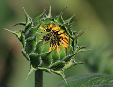 Sunflower bud