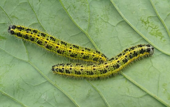 The caterpillars of the greater cabbage white (Pieris brassicae) can be found in large numbers on the leaves of the various cabbage species (Brassica spec.) The great white occurs in two to three generations from March to the end of October. In cabbage cultivation on the